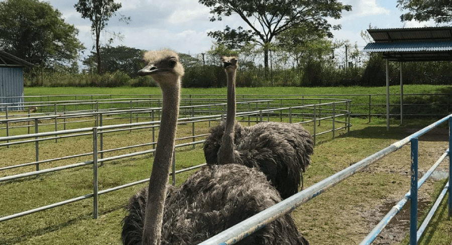 perlis-things-to-do-padang-besar-perlis-ostrich-farm.png